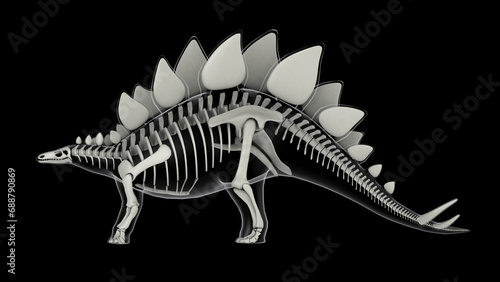 Skeletal system of Stegosaurus, x-ray side view. © Stocktrek Images