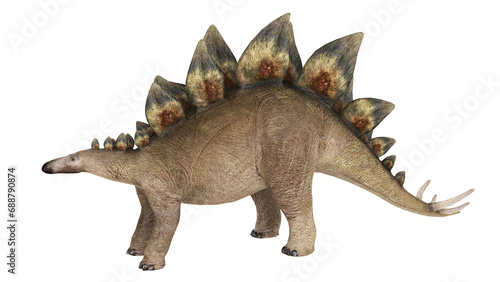 Stegosaurus dinosaur, white background. © Stocktrek Images