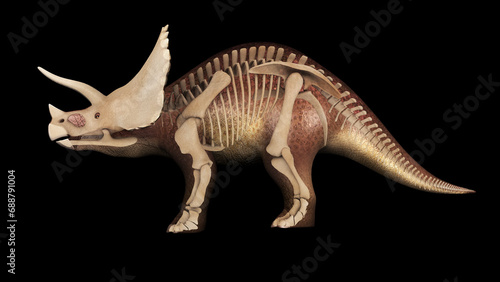 3D illustration of Triceratops  with skeletal system overlay.