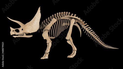 Skeletal system of a Triceratops dinosaur, side view.