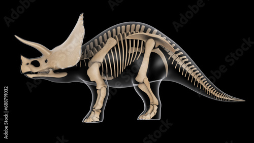 Skeletal system of a Triceratops dinosaur, x-ray side view.