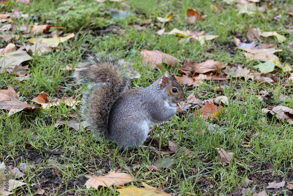 Eastern gray squirrel eating nuts at St James's Park, London, UK. Autumn in november. Eastern gray squirrel eating nuts at St James's Park, London, UK. Autumn in november.