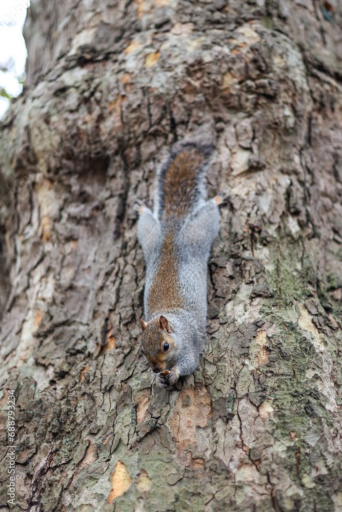 Cute eastern gray squirrel on the tree. London, Uk. St Jame's Park. Cute eastern gray squirrel on the tree. London, Uk. St Jame's Park.
