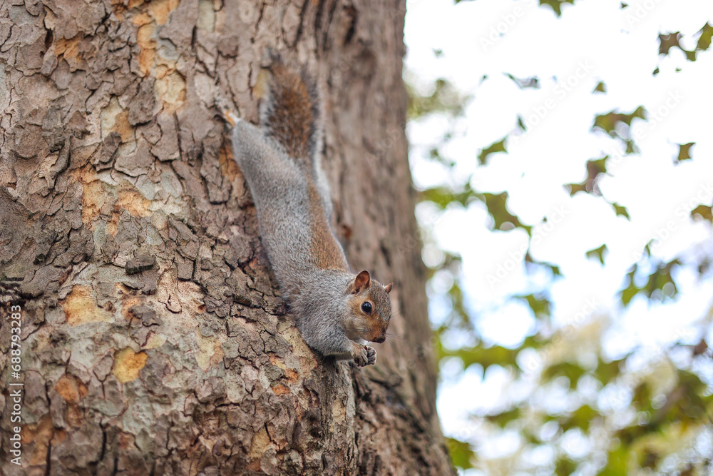 Cute eastern gray squirrel on the tree. London, Uk. St Jame's Park. Cute eastern gray squirrel on the tree. London, Uk. St Jame's Park.