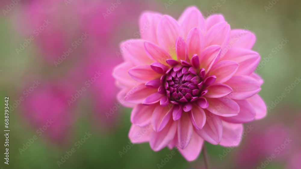 Obraz premium Beautiful pink Dahlia flower on a background of other Dahlias flowers. Pink dahlia flower in real garden. Greeting card. Valentines day. Mothers day. 