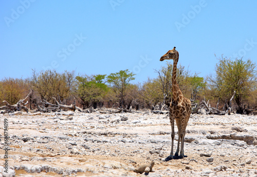 A Lone Giraffe (Giraffa Camelopardalis) standing looking on the dry rocky African savannah in Etosha National Park photo