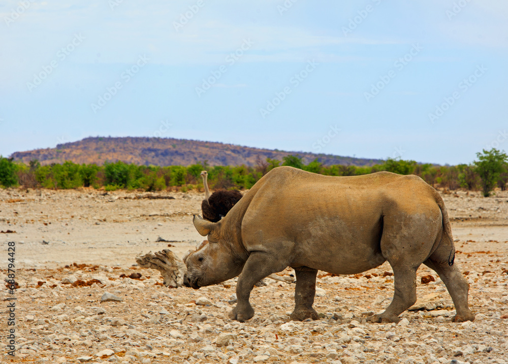 Naklejka premium Black Rhino with horn cut off walking across the African Plains with an ostrich in the background. The horn has been cut to deter poachers from killing it.