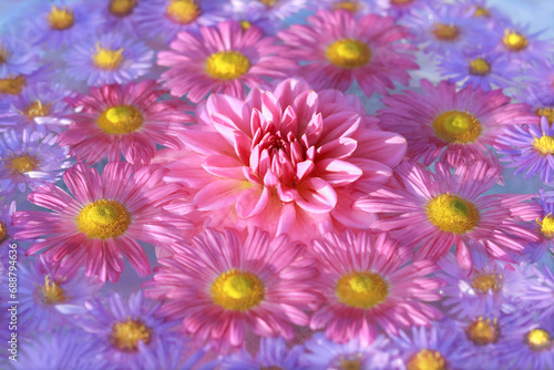 Dahlia. Autumn Flowers. Autumn pink purple yellow violet Chrysanthemum Flowers. Postcard . Floral banner. Top view. Texture and background.