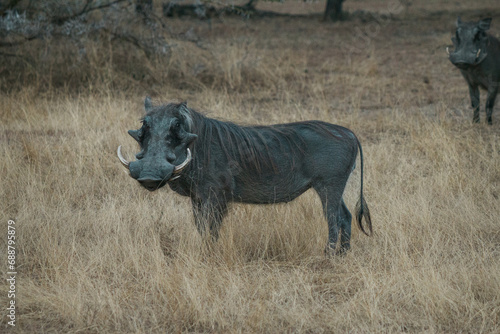 Wild African Warthog 