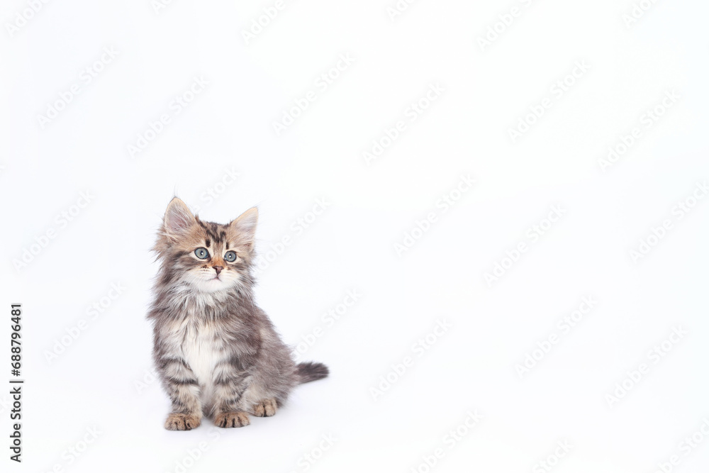 Close up portrait of a Kitten. Tiny Kitten on a light background. Baby cat looks away. Animal background. Pets. Baby Kitten Maine Coon posing at camera. Pet care concept. Copy space. World pet day