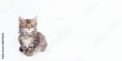 Close up portrait of a Kitten. Tiny Kitten on a light background. Baby cat. Animal background. Pets. Baby Kitten Maine Coon posing at camera. Pet care concept. Copy space. World pet day