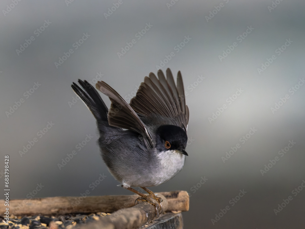 Obraz premium Sardinian warbler (Sylvia melanocephala). 