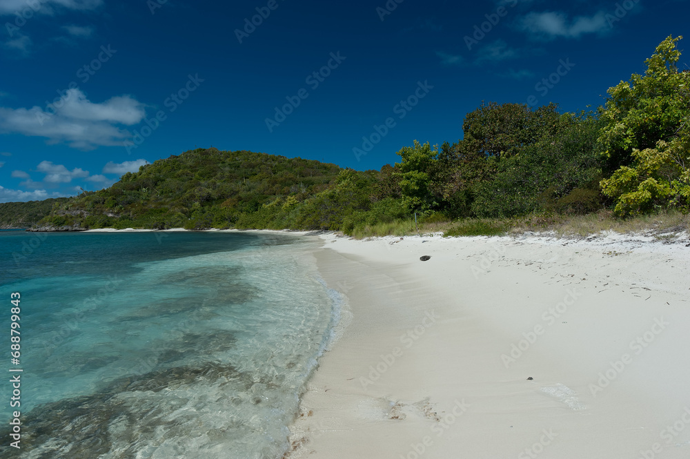 Obraz premium beach with trees