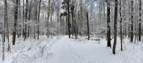 Panoramic photo of the winter public park, tree branches are covered with snow © Vladimir Drozdin