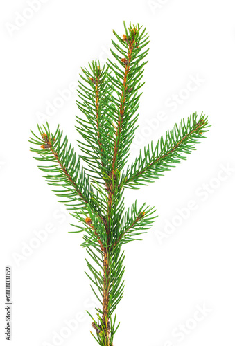 Green Christmas tree branch on a white background.