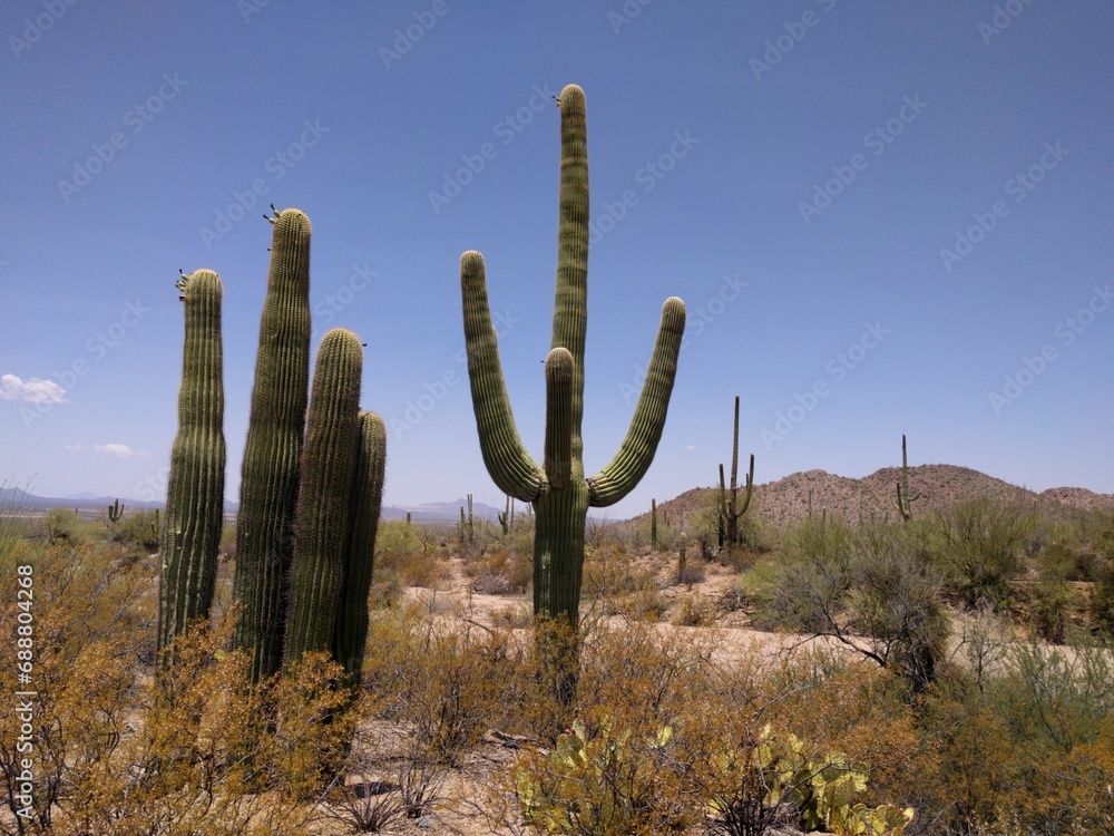 Saguaro Cactus in the Desert