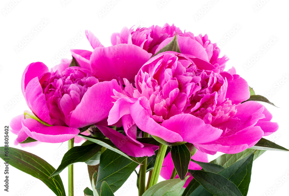 Pink peonies flowers against white background.