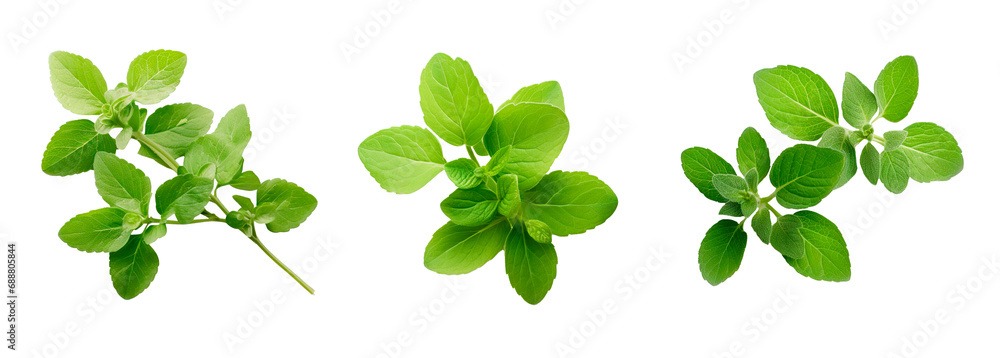 Oregano small tree branches on isolated transparent background Oregano small tree branches on isolated transparent background