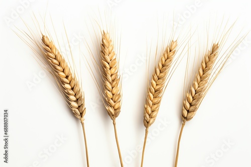 a group of wheat stalks