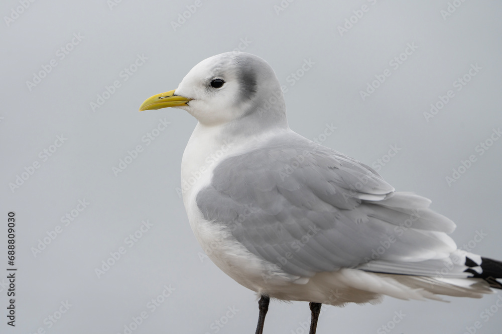 Fototapeta premium Black-legged kittiwake, portrait of a gull, close up