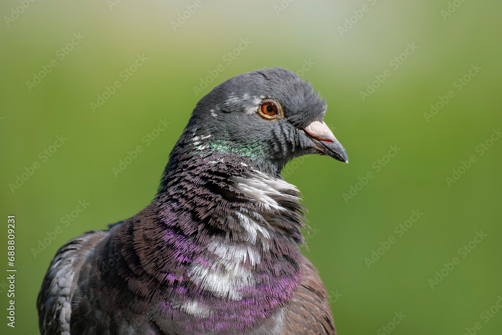 Fototapeta premium pigeon, portrait of a bird