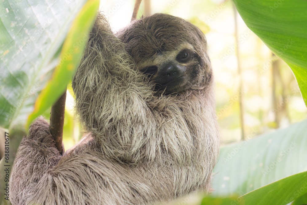 Fototapeta premium Sloth in a tree in the Colombian rainforest.