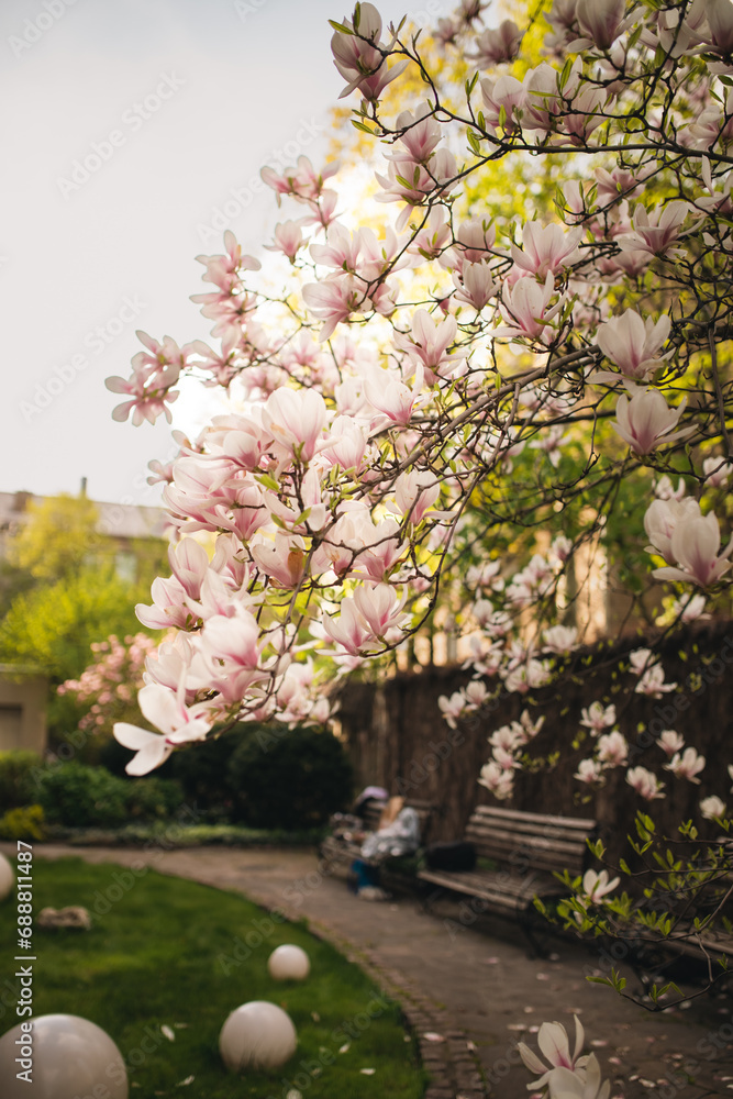 Naklejka premium Branches of blooming pink magnolia in spring
