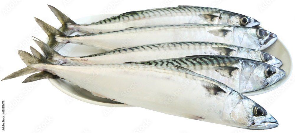 Atlantic mackerel Atlantic mackerel