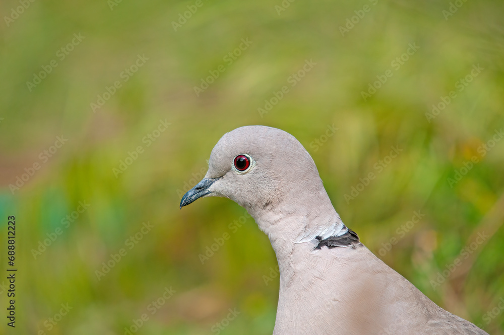 Fototapeta premium Close-up Eurasian collared dove (Streptopelia decaocto) head.
