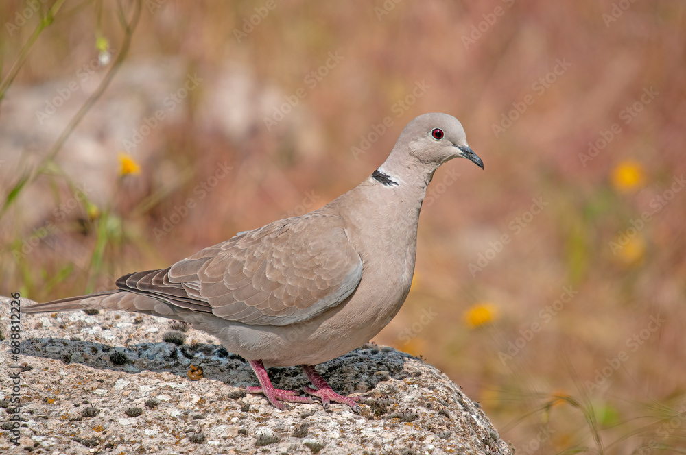 Obraz premium Eurasian collared dove (Streptopelia decaocto) standing on a rock.