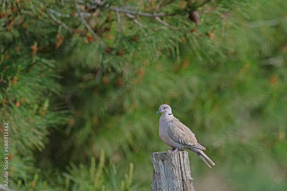 Eurasian collared dove (Streptopelia decaocto) on a tree stump. Pine trees in the background. Eurasian collared dove (Streptopelia decaocto) on a tree stump. Pine trees in the background.