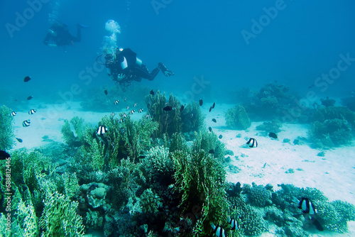 Scuba divers at a coral reef in the Red Sea in Egypt