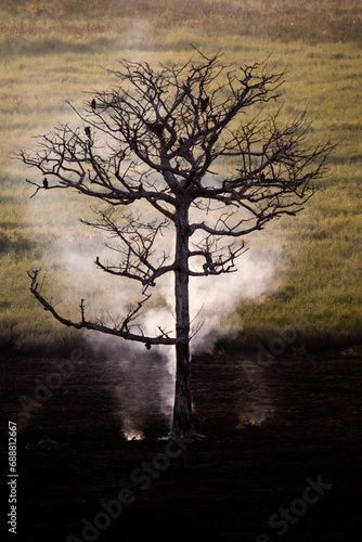 Burning tree at Kakadu