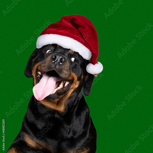 Portrait of an adult rottweiler dog looking funny tongue out wearing a christmas hat isolated on a green background photo