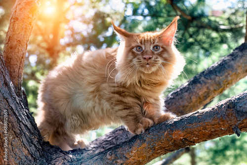 A big red maine coon kitten sitting on a tree in a forest in summer.