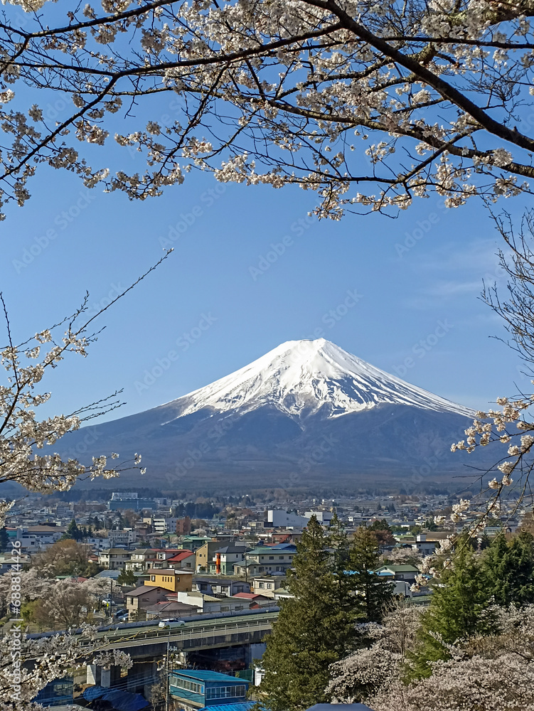 The view of Mount Fuji surrounded by cherry blossoms from Arakurayama Summit in Japan