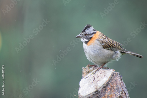 Rufous collared sparrow on a cut down tree photo