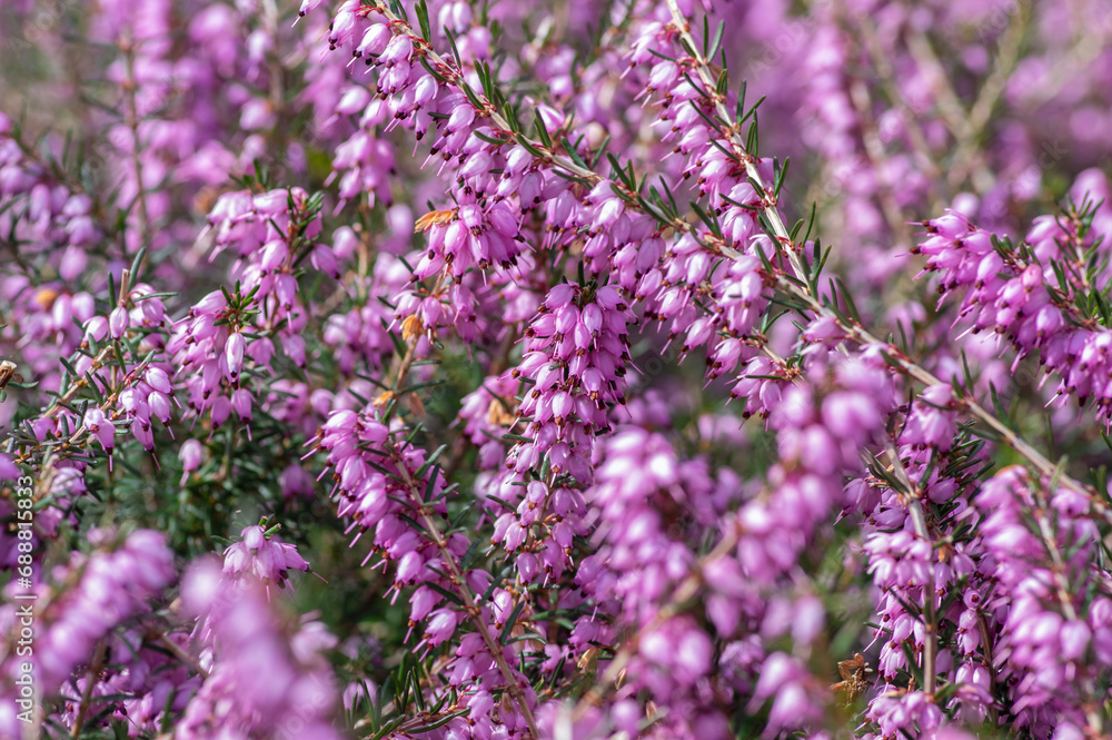 Erica carnea purple violet pink protected woodland flower in bloom, flowering plant, leaves on little shrub
