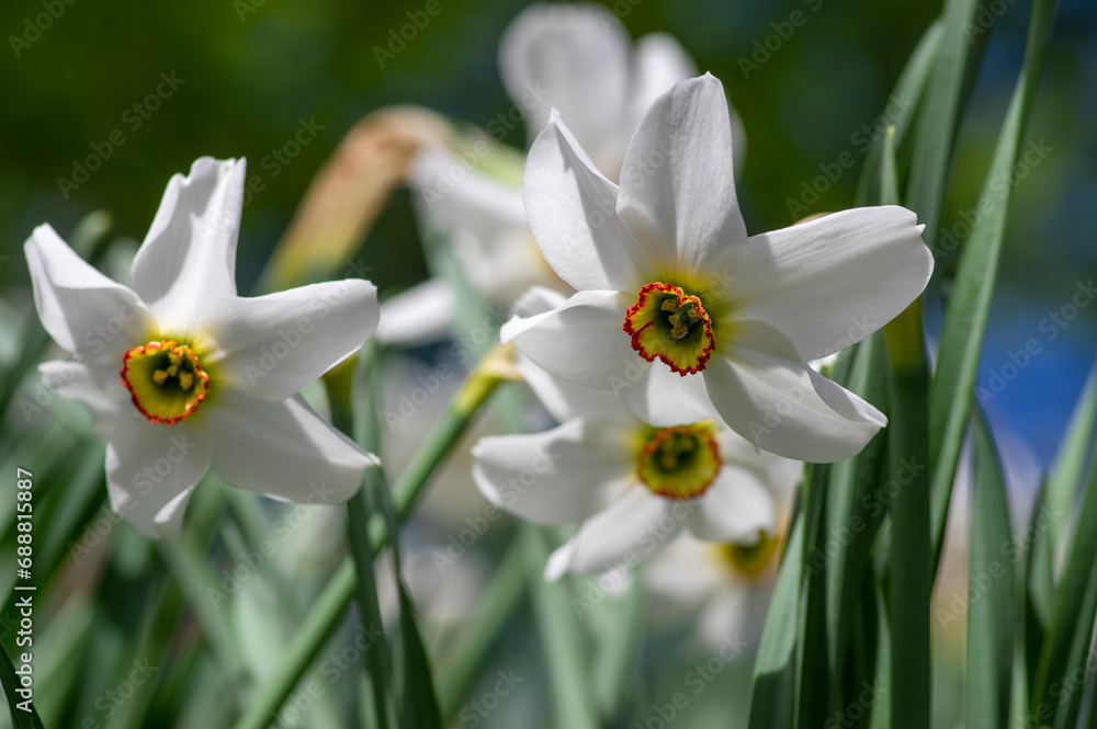 Obraz premium Narcissus poeticus bright white ornamental flowering plant, group of beautiful springtime flowers in the garden