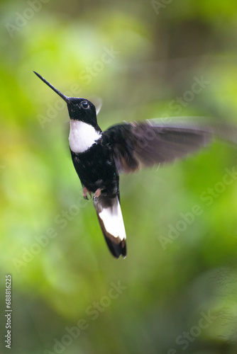 Collared Inca hummingbird in flight.