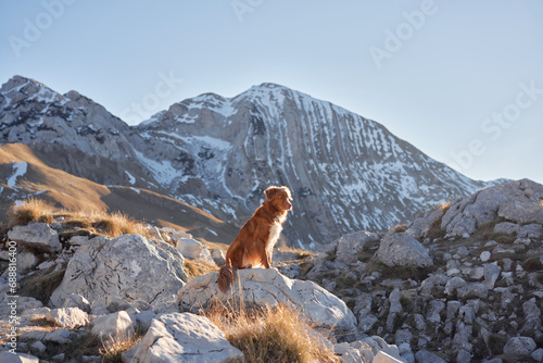 An intrepid Nova Scotia Duck Tolling Retriever dog stands on rocky terrain, overlooking a rugged mountain trail