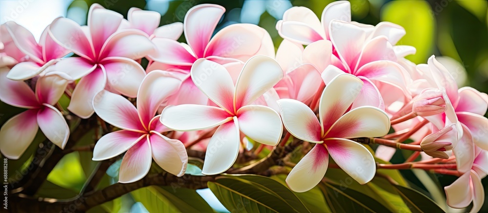 Fully bloomed white and pink plumeria.