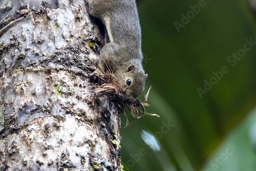 Fototapeta Naklejka Na Ścianę i Meble -  Plantain squirrel, Callosciurus notatus, collecting plants