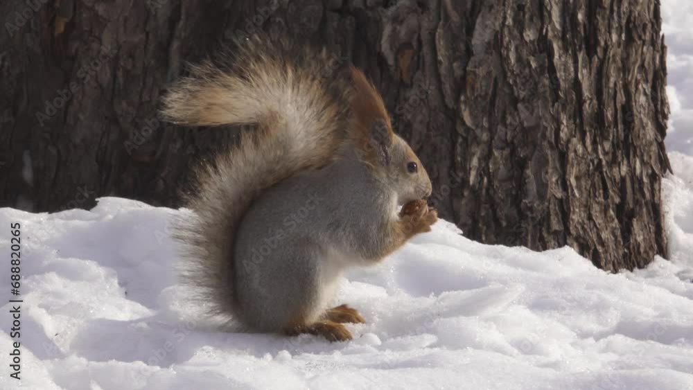 Red fluffy squirrel with hazelnut on the snow Red fluffy squirrel with hazelnut on the snow