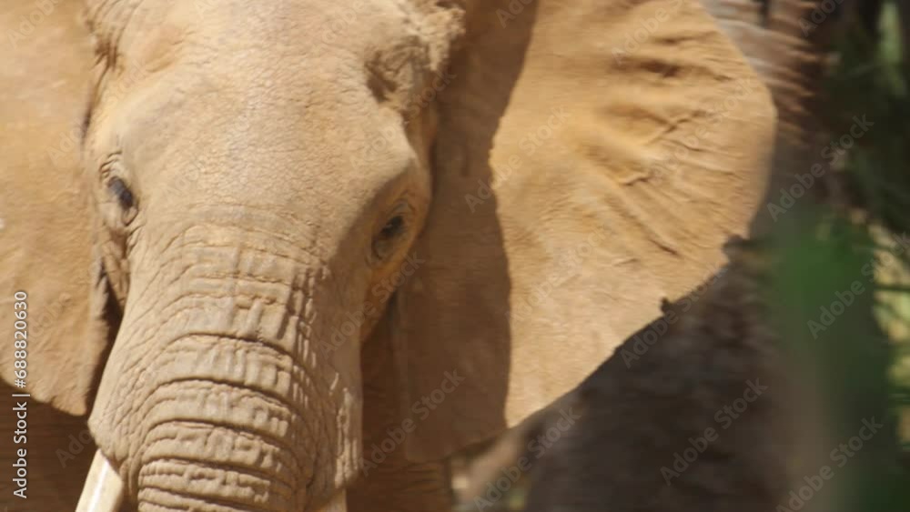 Elephant - Extreme close up, steady cam Shot Elephant - Extreme close up, steady cam Shot