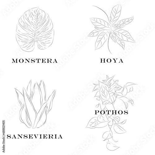minimalist style houseplants, line style, plant boutique shop