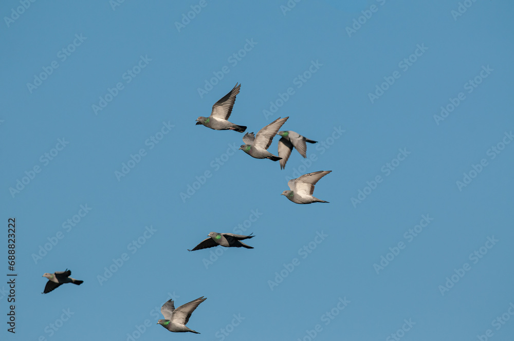 Obraz premium Rock Dove (Columba livia) flying in a group in the sky.