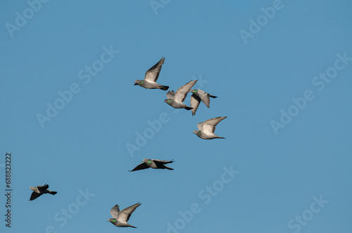 Rock Dove (Columba livia) flying in a group in the sky. © TAMER YILMAZ