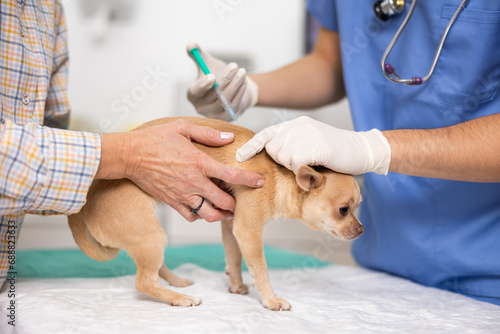Mature woman owner chihuahua dog holds pet and helps veterinarian of clinic to carry out routine vaccination. Doctor gives injection to animal, carries out medical treatment
