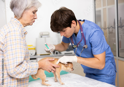 Focused young veterinarian administering routine vaccination to little chihuahua, held by caring owner at veterinary clinic. Concept of protecting pets from common diseases..